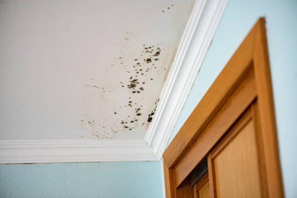 Best Basement Mold Remediation in Carson, WA