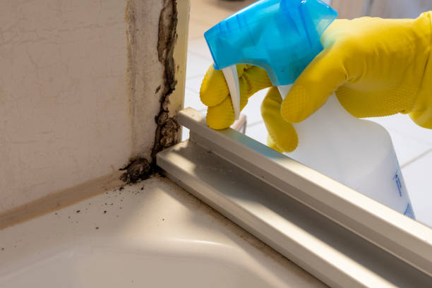 Best Mold Testing and Inspection Services in Carson, WA