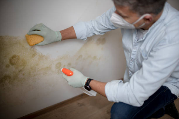 Best DIY Mold Remediation Support Services in Carson, WA