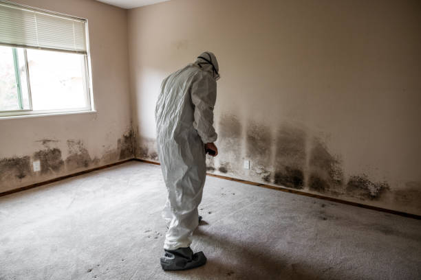 Best Bathroom Mold Remediation in Carson, WA