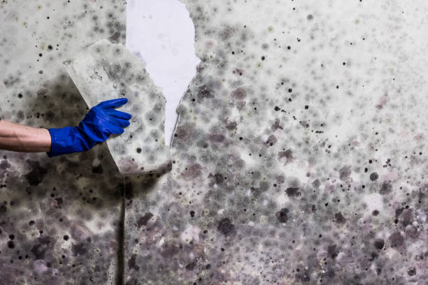 Best Black Mold Remediation in Carson, WA