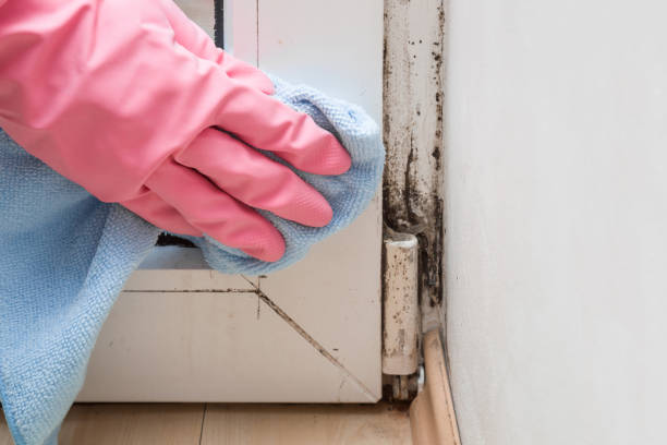 Best Black Mold Remediation in Carson, WA
