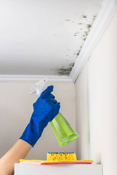 Best Emergency Mold Remediation in Carson, WA